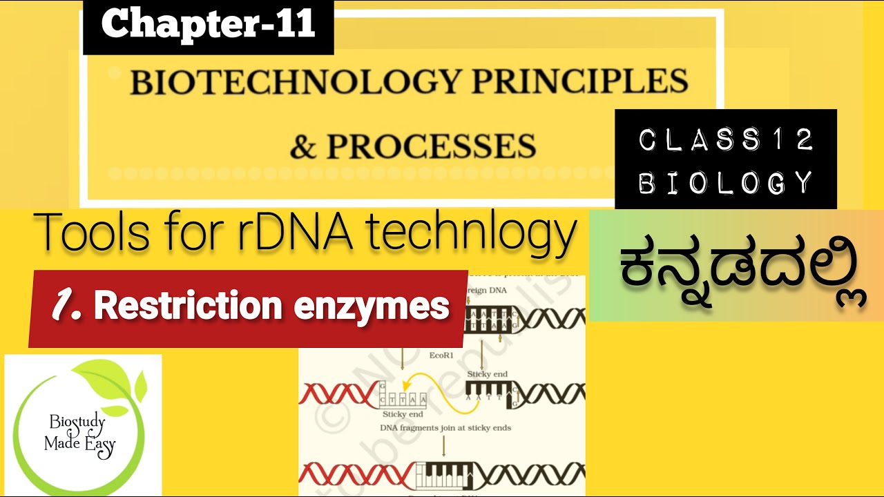 Class12| RESTRICTION ENZYMES Biotechnology principles & Process| NEET kcet 2023@biostudymadeeasy​