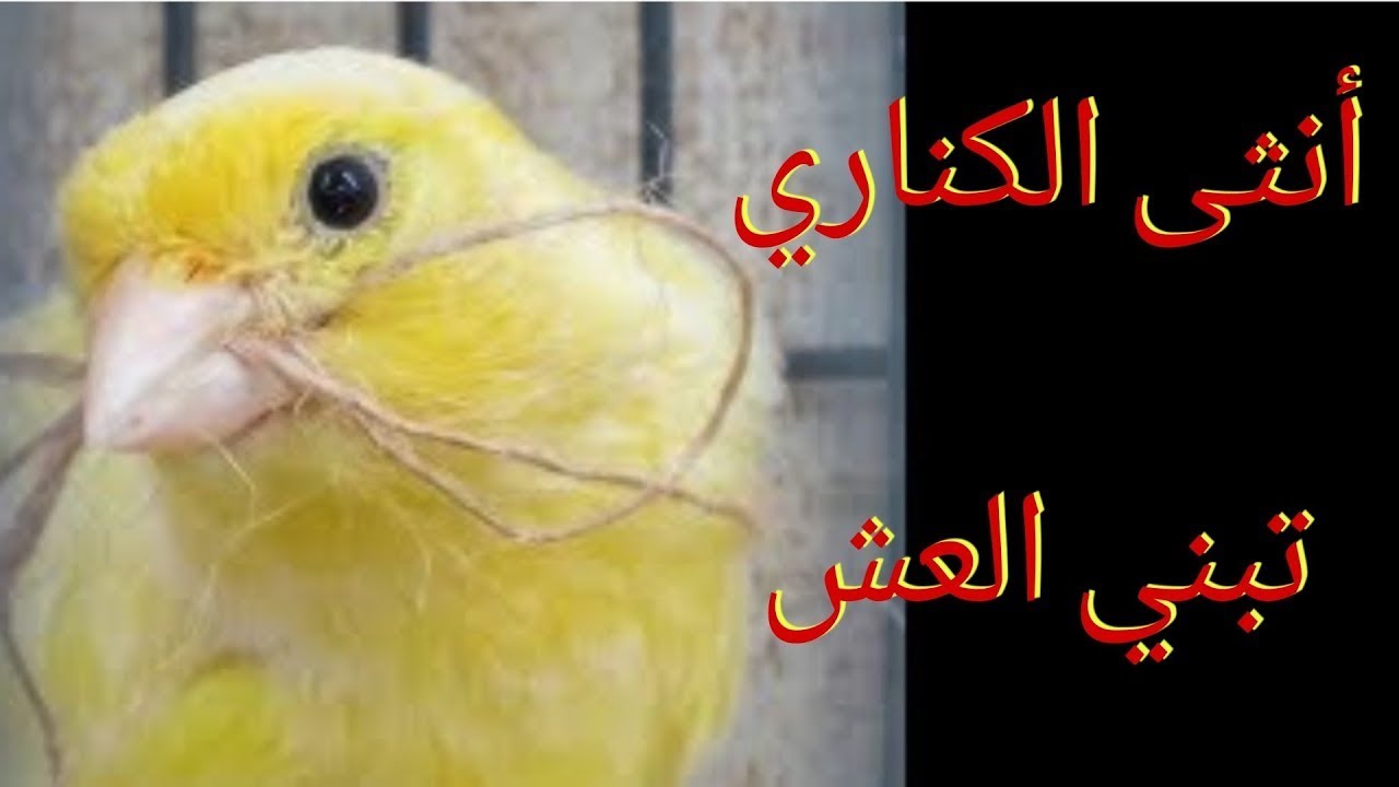 Regardez comment une femelle canari construit un nid  شاهد كيف تبني أنثى الكناري العش 🦜🦜🦜🦜🦜🦜🦜🦜🦜🦜🦜🦜🦜🦜