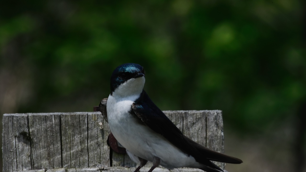 Nvidia Geforce Experience error 0x0001 (FIX)