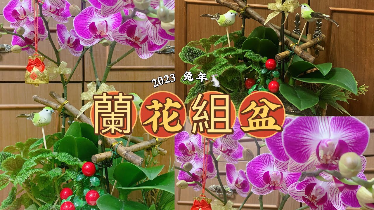 送虎迎兔2023賀年蘭花組盆｜蘭花與盆栽的組合更顯生氣蓬勃｜換盆裝飾過程詳細記錄｜Orchid Arrangement with Potted Plants For CNY Of Rabbit