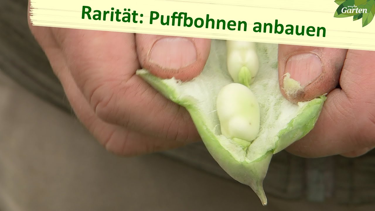 Holt die Puffbohnen aufs Beet! | MDR Garten | MDR
