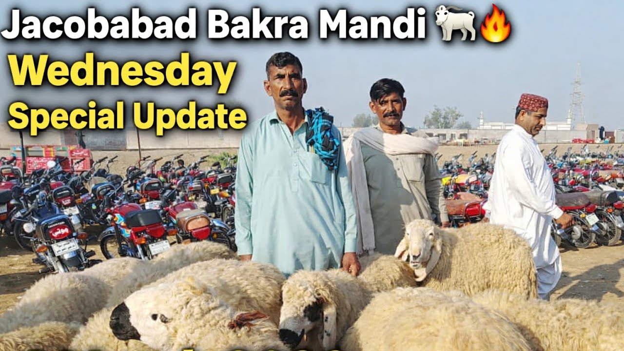 |Jacobabad Bakra Mandi Update – Wednesday, 4 March 2026 | Vlog 193 |