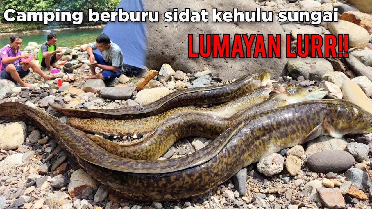 Berburu Sidat Kehulu Sungai Bermalam Dirimba Camp Fishing Overnight