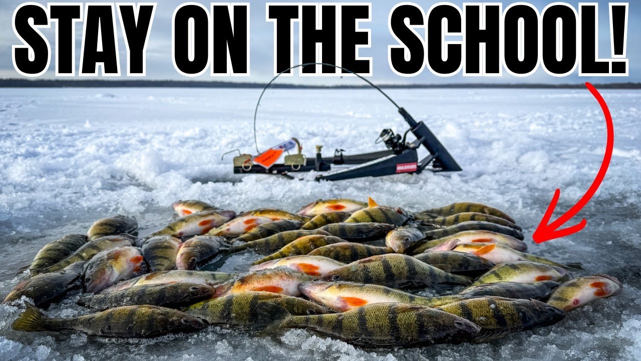 How to Keep Perch Fired Up And Aggressive When Ice Fishing!