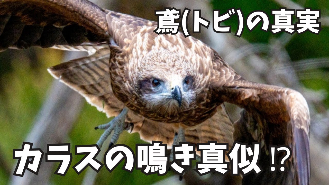 鳶（トビ）の驚くべき秘密：知られざる能力と生態