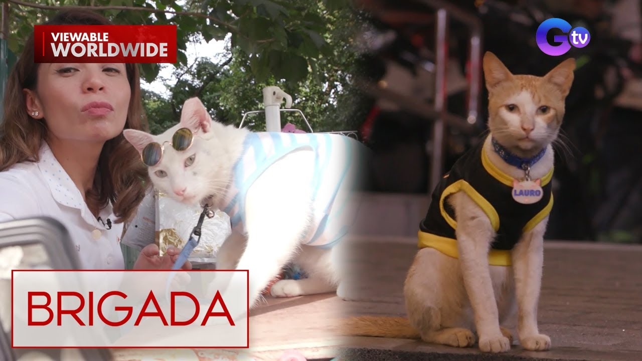 Mga cute na pusa, katuwang sa negosyo?! | Brigada
