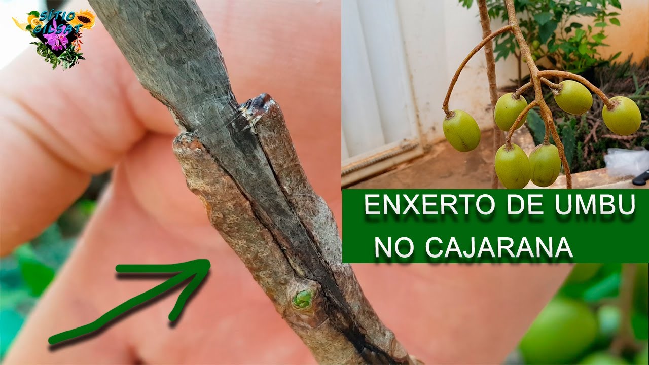 Umbu Gigante Enxertado no Cajá DOIS FRUTOS DIFERENTES EM UM SÓ PÉ