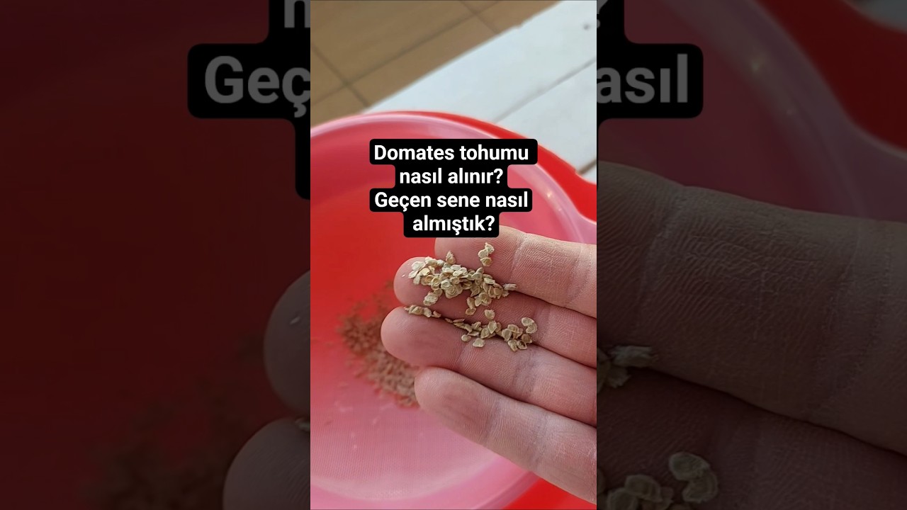 Domates tohumu nasıl alınır?Ge&ccedil;en sene nasıl almıştık?#tarım #tarla #doga #&ccedil;ift&ccedil;i #organik #hobi