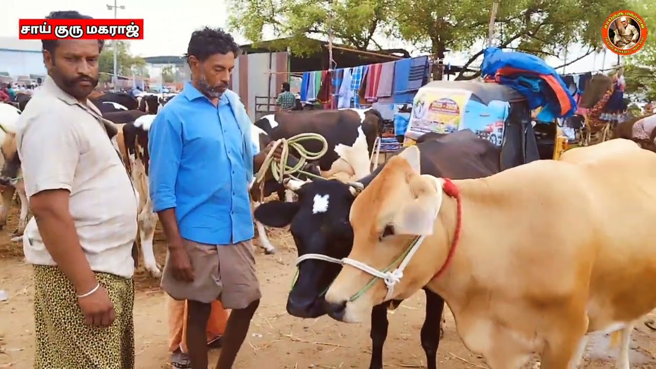 ஈரோடு கருங்கல் பாளையம் மாட்டு சந்தை//நல்ல கறவை வரக்கூடிய மாடுகள் வாங்கி கொடுத்தோம்.