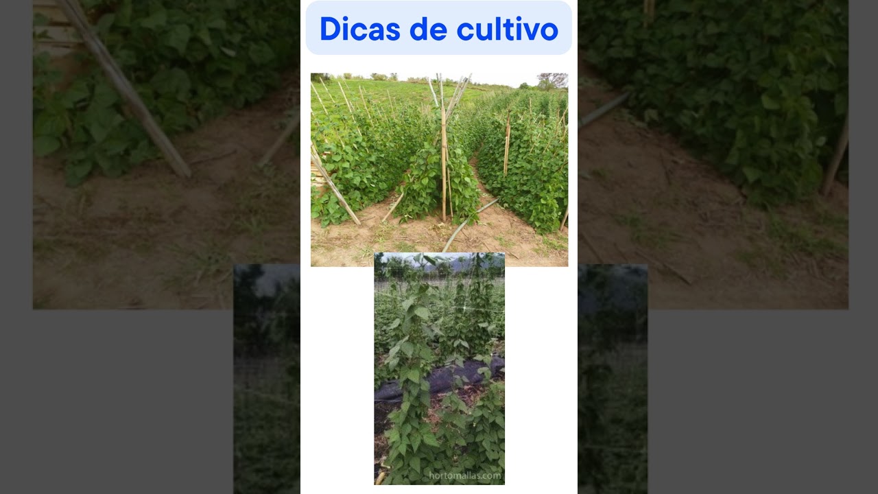 Feijão-de-vagem - dicas de cultivo