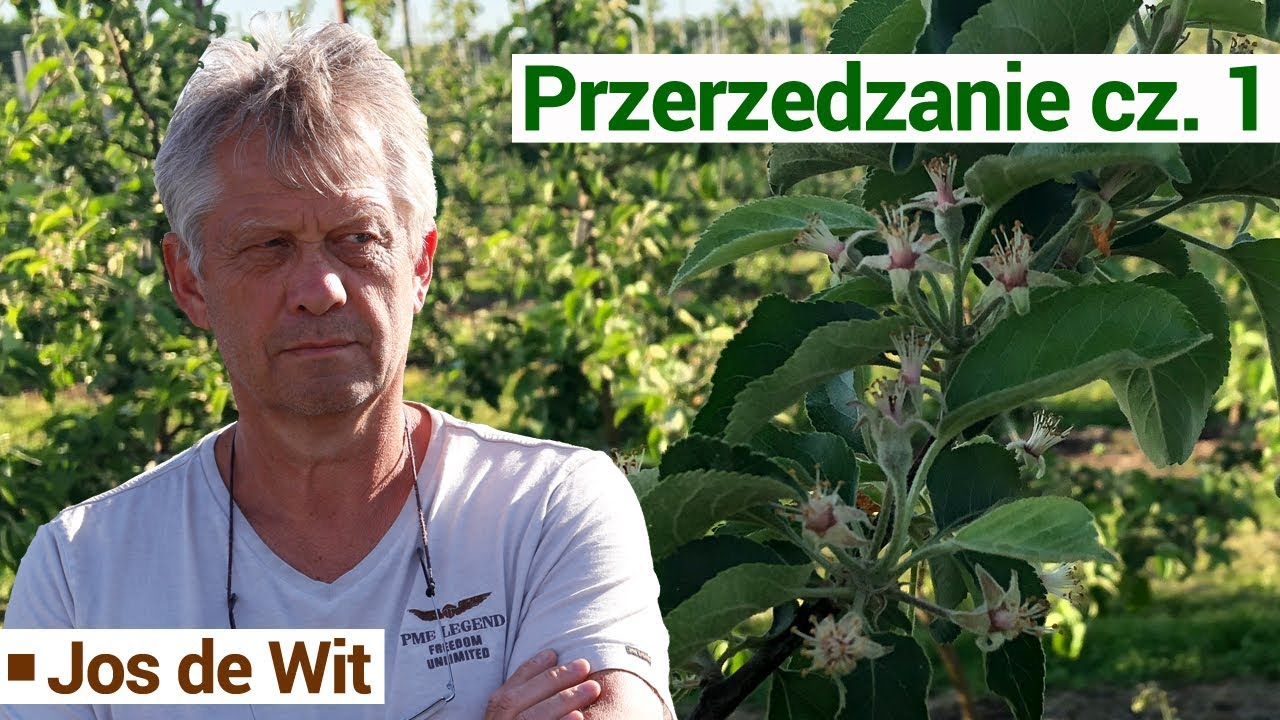 Przerzedzanie zawiązków jabłoni - cz. 1 [Jos de Wit] / Apple thinning