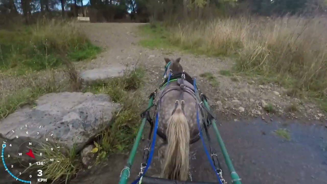 Danny the Miniature Horse - 23 April 2025