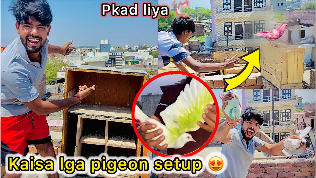 Finally new pigeon setup bnane lge 😍 || Color lga kabutar pakda 🤑