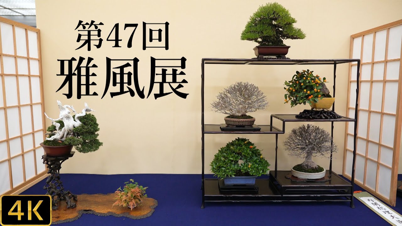【盆栽】第47回 小品盆栽フェア 「雅風展」【Bonsai】The 47th Gafuten in Kyoto