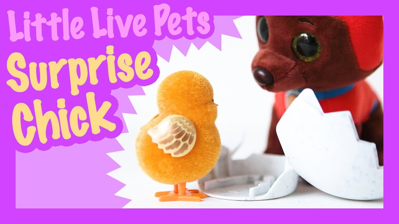 Hatching a Little Live Pets SURPRISE CHICK!  Limited Edition GOLDEN CHICK meets new friends!