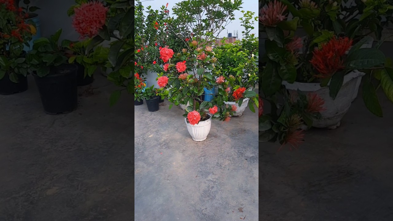 ixora plant, ixora flower, beautiful blooming , terrace gardening #flowers #nature