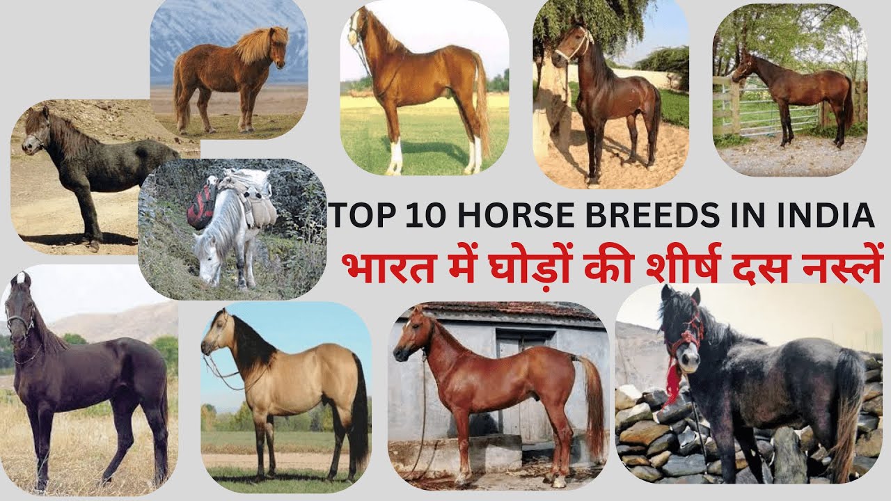 भारत की शीर्ष दस घोड़े की नस्लें, Top 10 Indian Horse Breeds