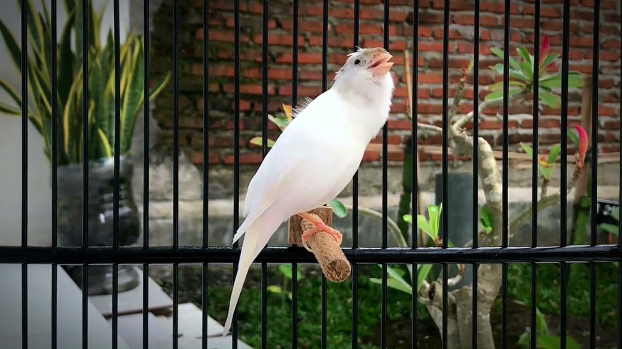 A Powerful Canary Song for Training‼️ Spanish Timbrado Canary Singing🐦