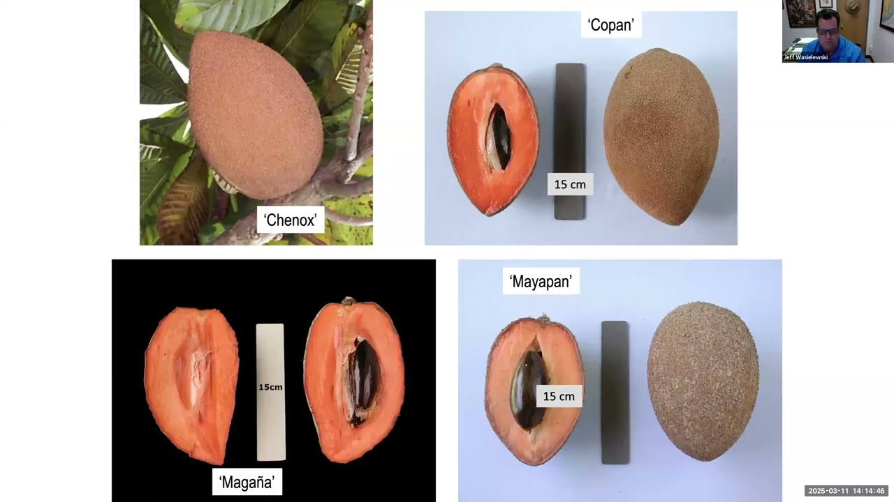 Tropical Fruit Tuesdays: Sapodillas, Mameys, Canistels, and More