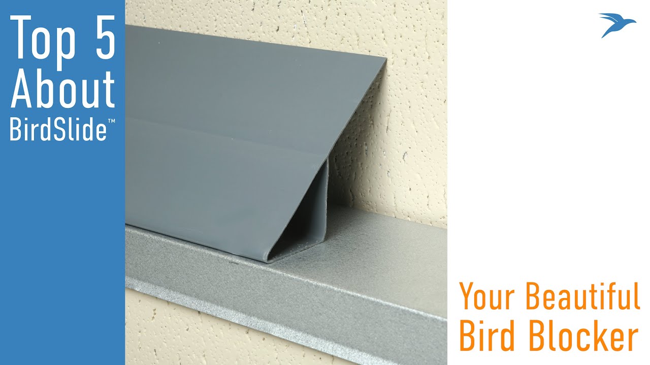 5 Things to Know About BirdSlide