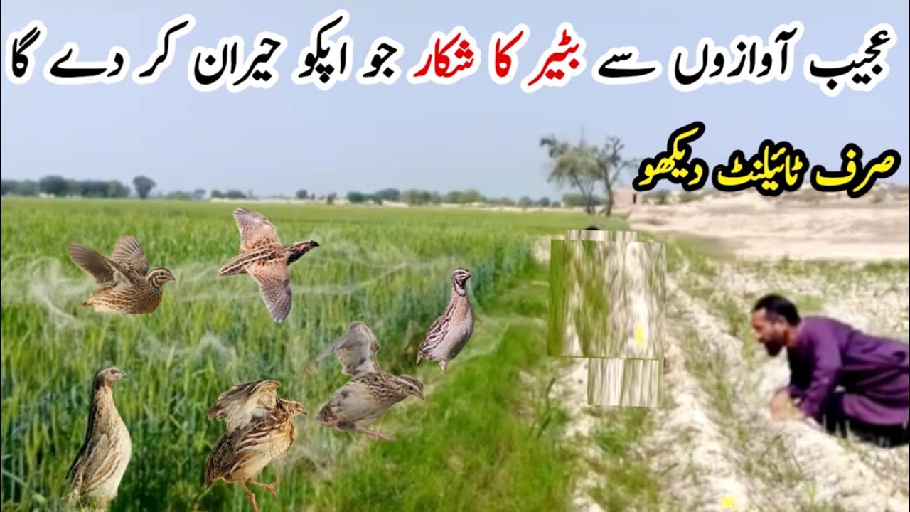 Rural life in pakistan | Batair ka shikar | Quail Sound for Hunting | bird Trap method in village