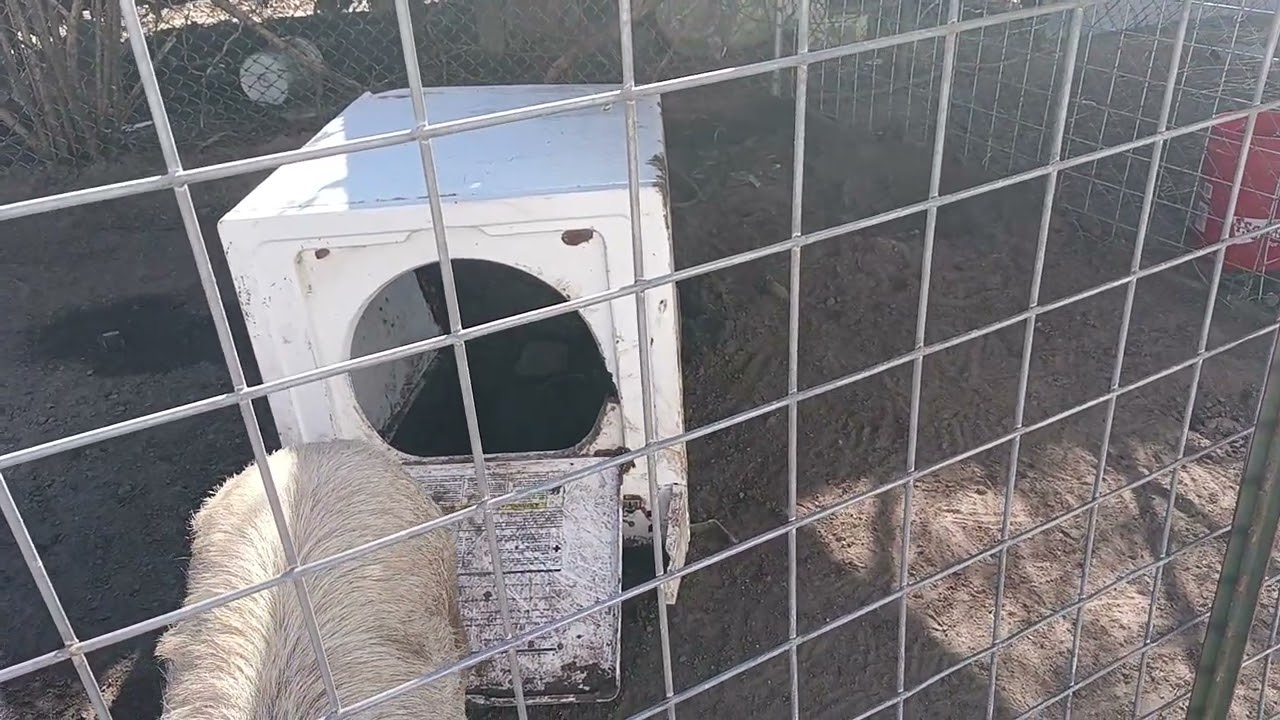 Свинарник в деревенском стиле, рассчитанный на одну свинью, но мы его так и не вынесли, даже когд...