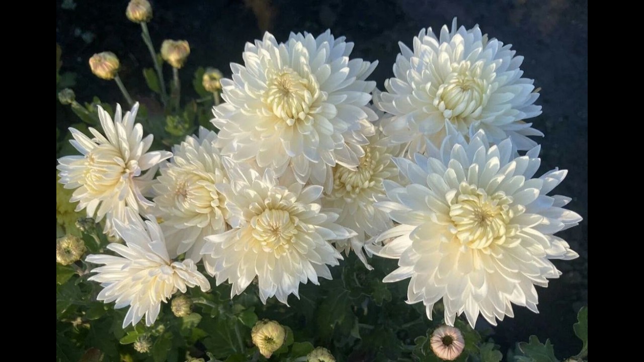 Корейская хризантема - сорта, описание. Часть 4.