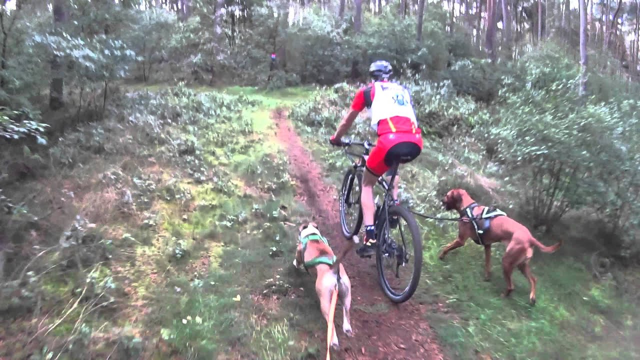 Bikejoring Dio Balen BE