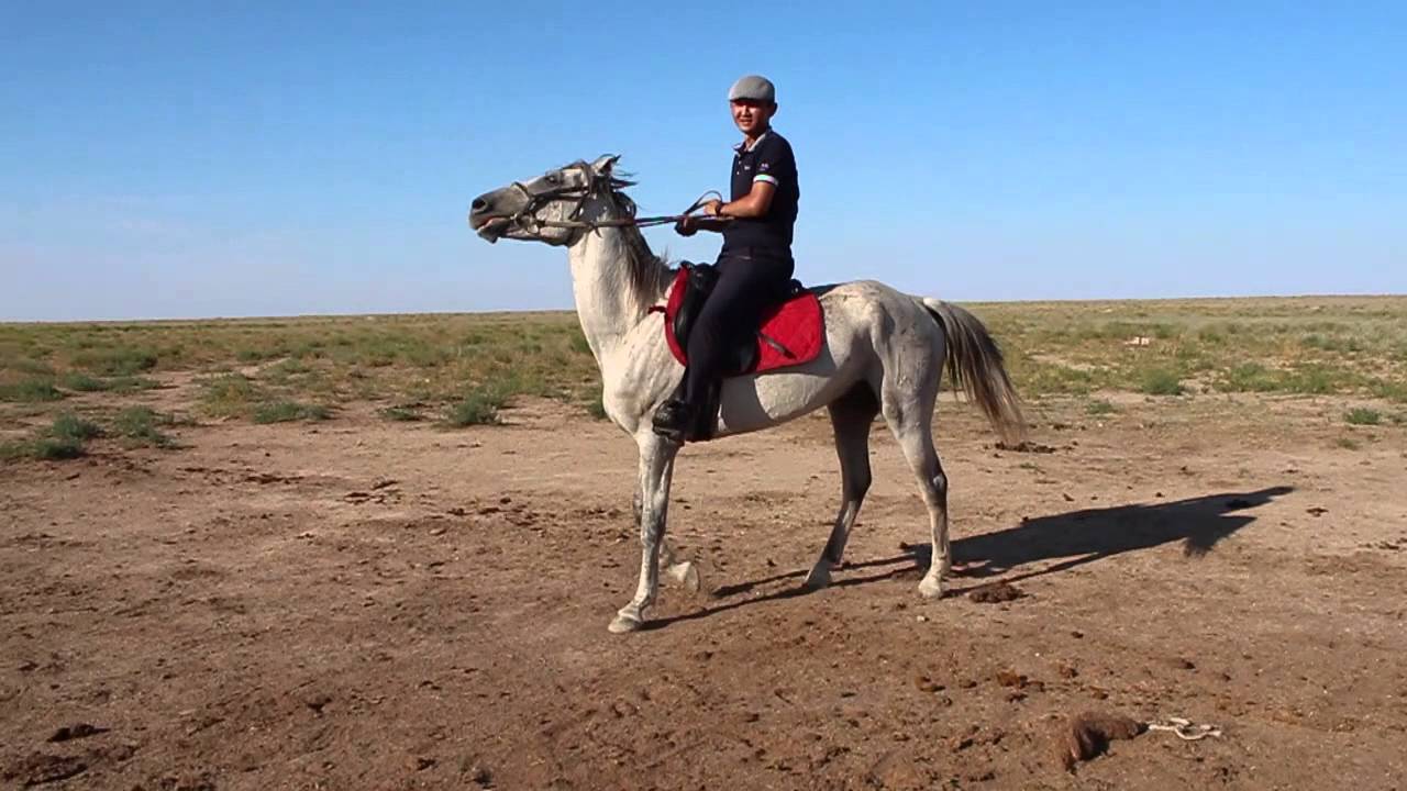 АДАЙ ЖЫЛҚЫСЫ. БҰҒАБАЙ СЕЙІС. БЕКТАС ШАБАНДОЗ (әуесқой түсірілім)