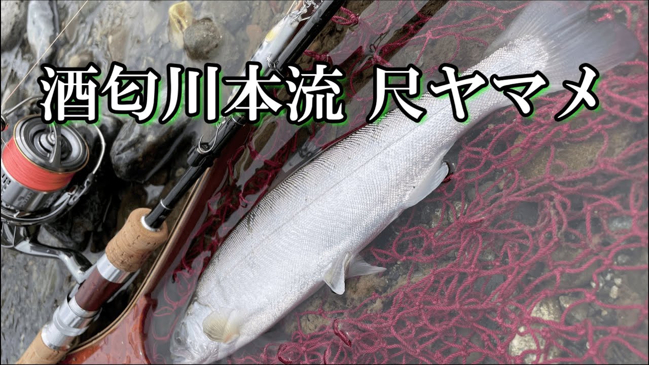 【渓流釣り】酒匂川本流の尺ヤマメ　渓流ルアー　本流釣り　パームス　エゲリア69ML 18ステラ c3000xg