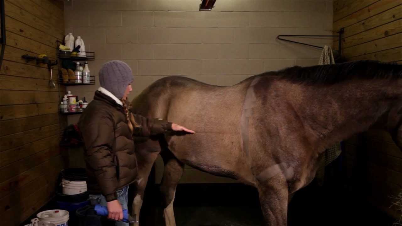 Clipping Special: How to give your horse a winter clip
