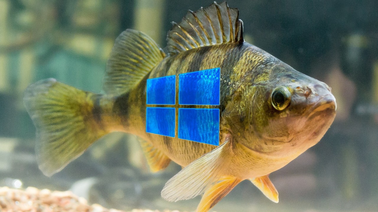 Windows 10 is a Fish