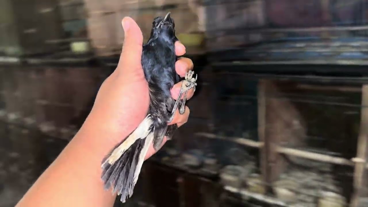 BONGKAR KACER DADA HITAM SUPER 