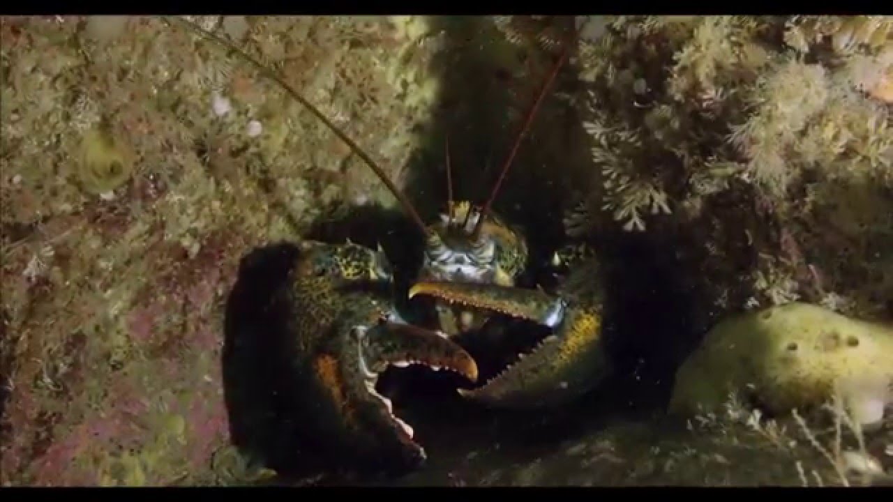 Cashes Ledge: Jewel of the Gulf of Maine