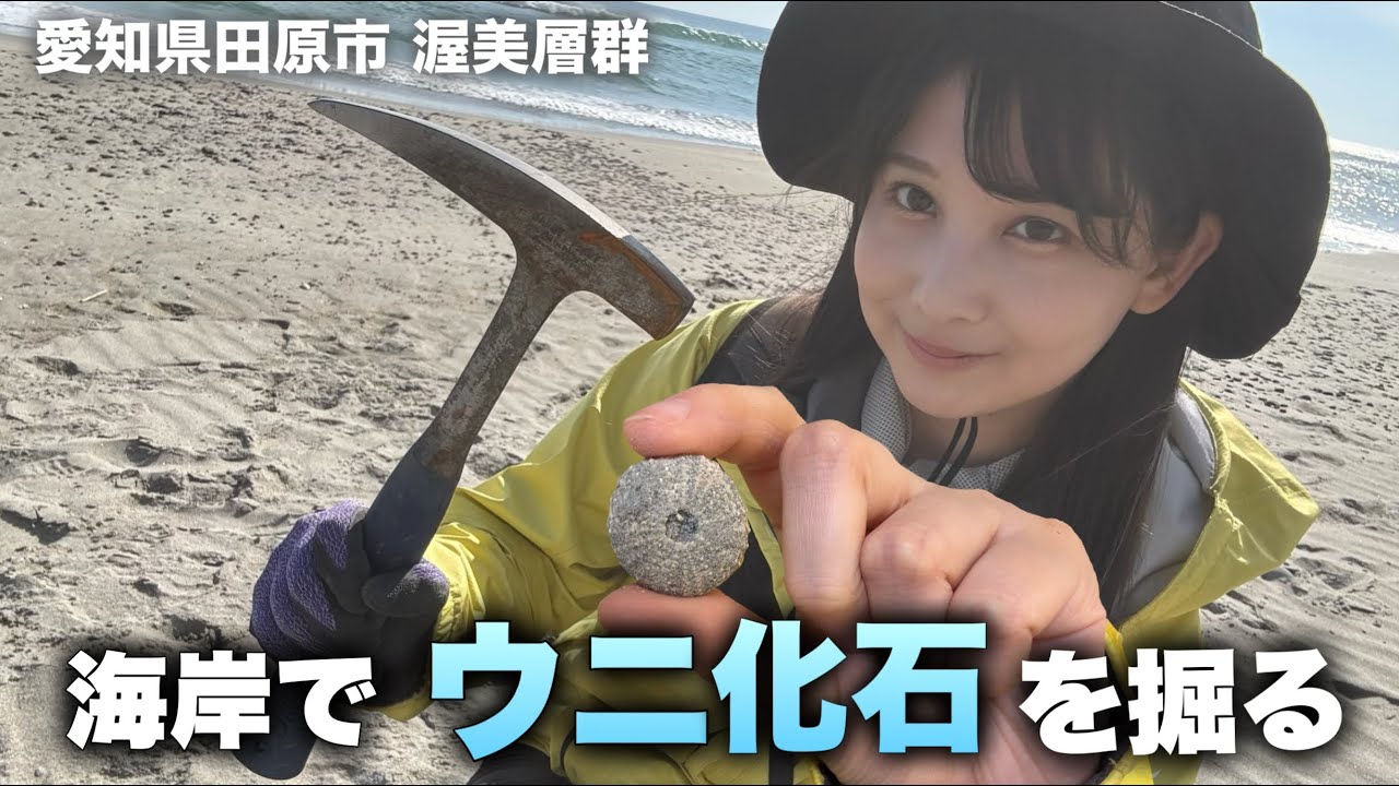 【化石採集】ウニの化石とウミガメの頭骨を海岸で掘ります！