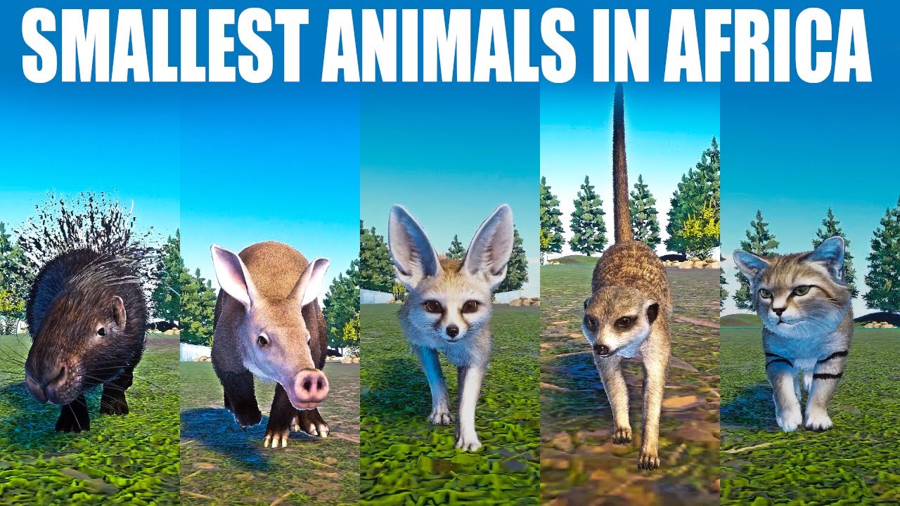 Smallest animals in Africa Speed Races in Planet Zoo included Fennec Fox, Sand Cat, Meerkat