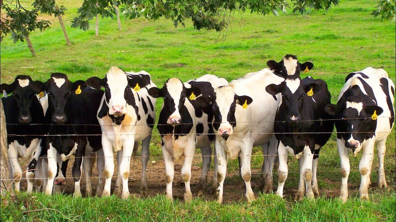 Watching cows leisurely graze on green pastures - Cow bellowing - Video about cows