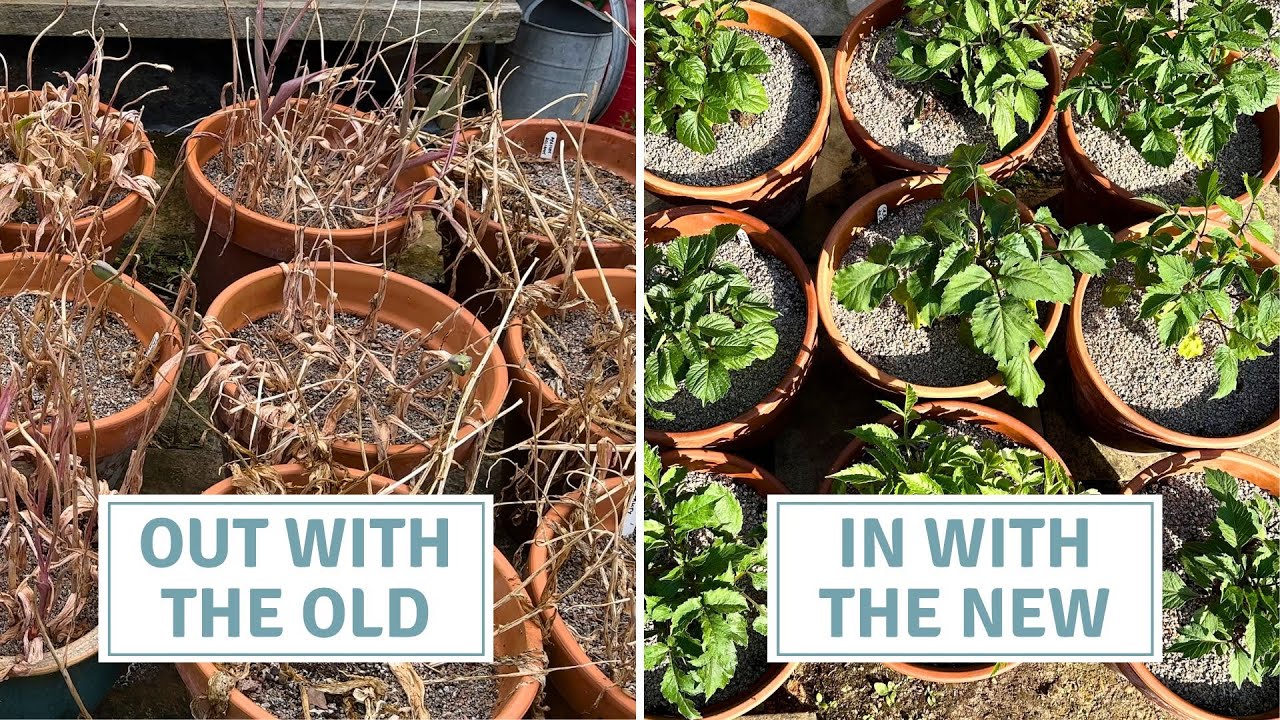 Dahlias For Containers, Storing Tulip Bulbs // Cottoverdi