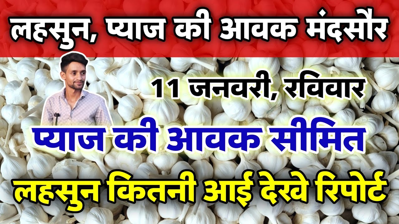 लहसुन व प्याज की आवक मंदसौर मंडी 11 जनवरी 2026 | Onion & garlic Arrival | #mandsaur_mandi_bhav 