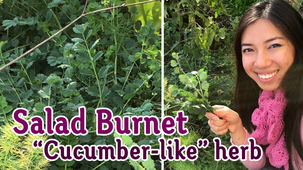 Salad Burnet Tastes Like Cucumber!