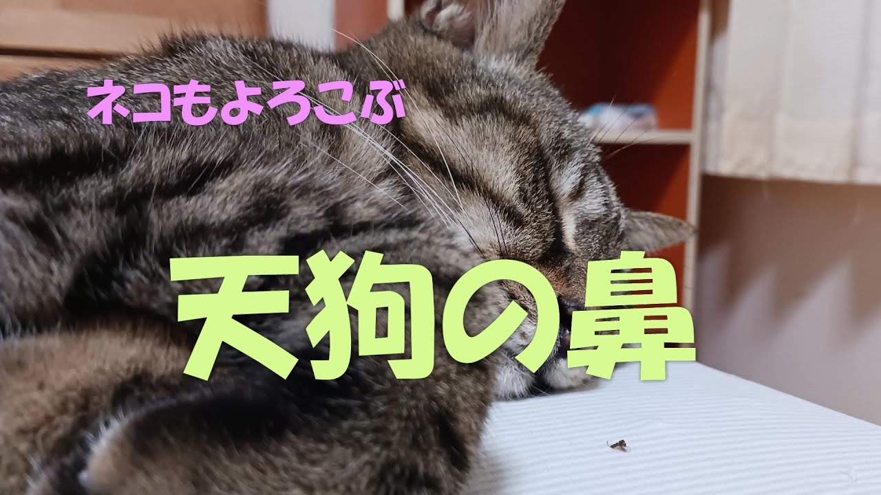 天狗の鼻　2025アカデミー　＃レク＃レクリエーション＃レクゲーム＃レクリエーションゲーム＃リードアップ＃マンツーマン＃福島県レクリエーション協会