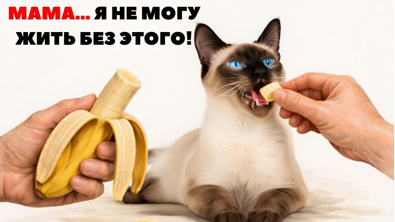 Ветеринары скрывают это годами: 15 продукта, которые продлят жизнь вашей кошки на 5 лет