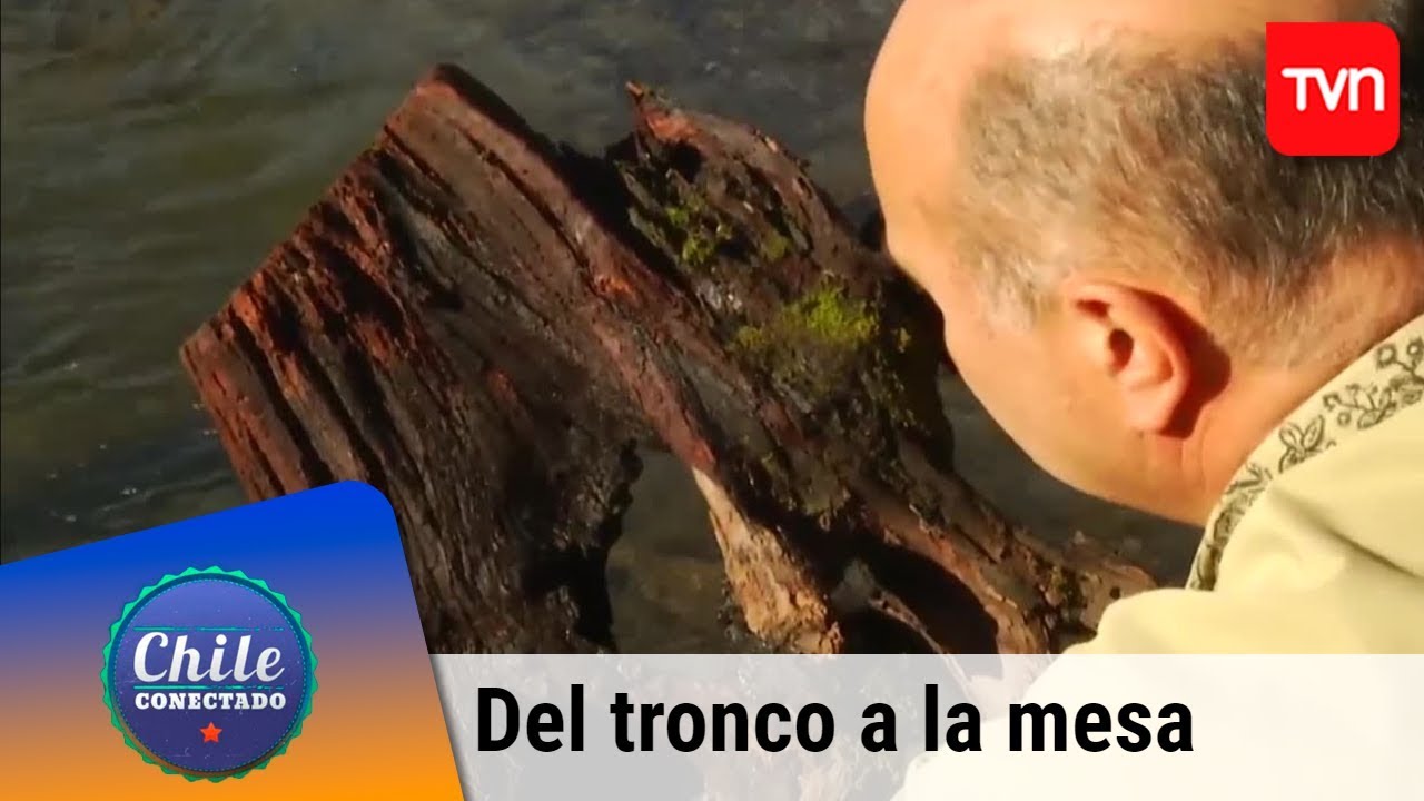 Del tronco a la mesa | Chile conectado | Buenos días a todos