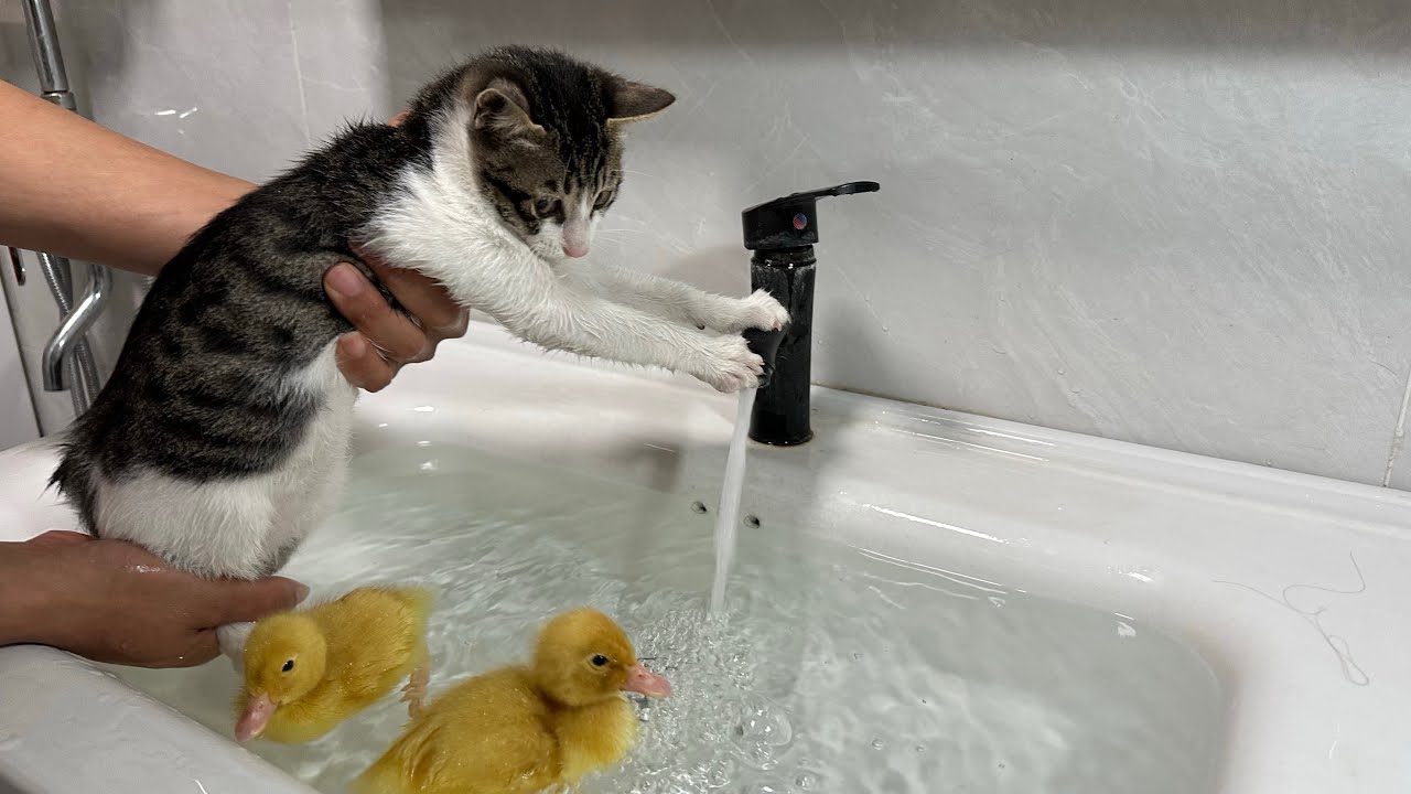 The duckling takes the kitten to bathe and swim together.  The kitten meows.  duck is excited