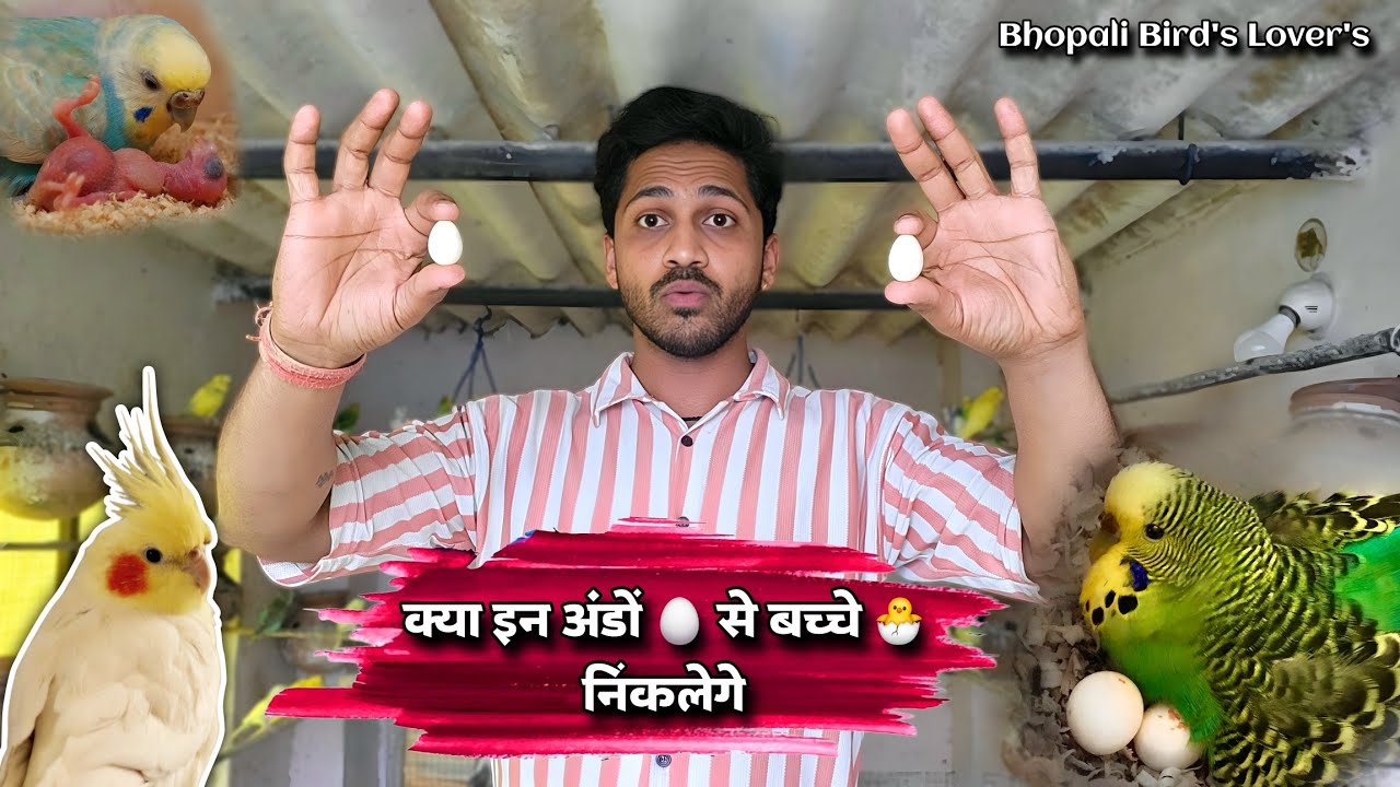 Cocktail bird 🕊️ ke egg 🥚 se budgie 🐦 Ne nikala ya nahi nikala chick 🐣 #cockatiel #birds #budgies 