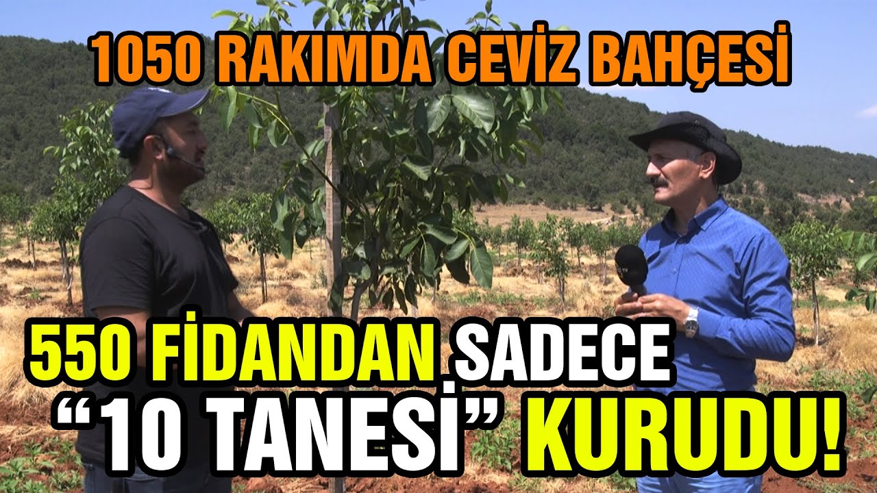 1050 Rakımda Ceviz Bahçesi / 550 Fidandan SADECE “10 TANESİ” KURUDU!