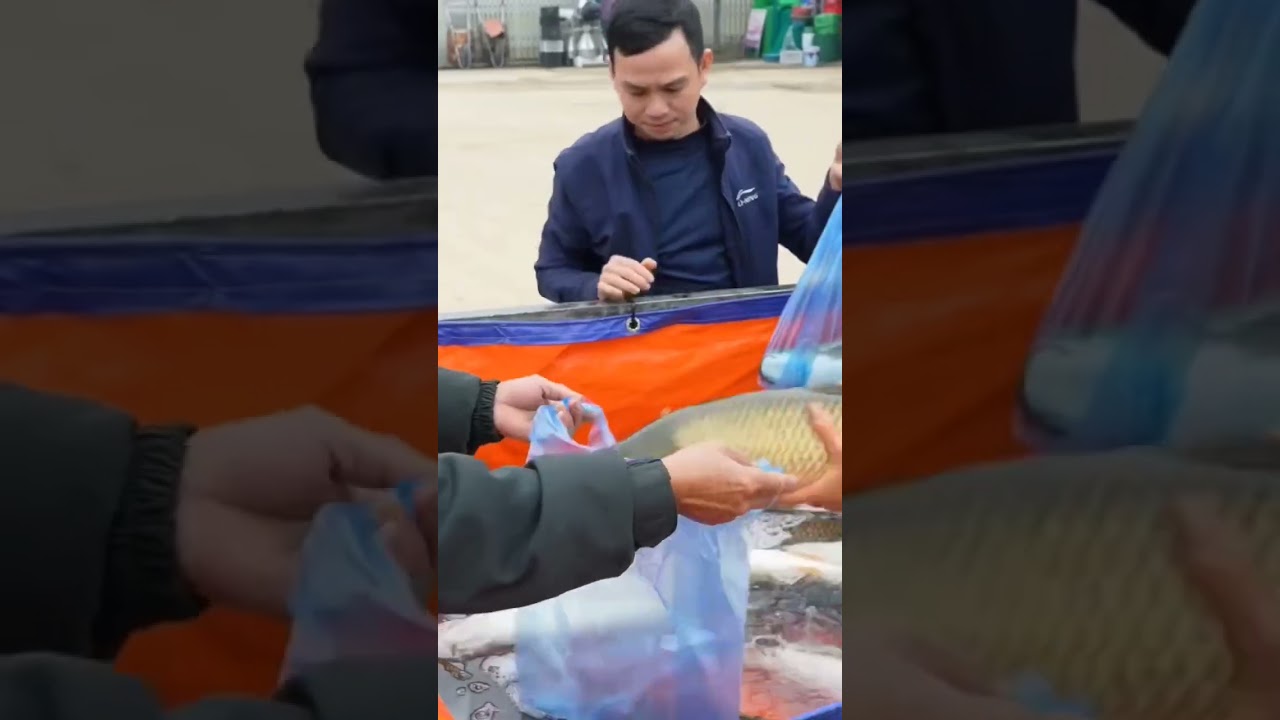 big and fresh fish #fishing #pond #bigfish #marketing #market #fresh #sell #satisfying #fishfarming
