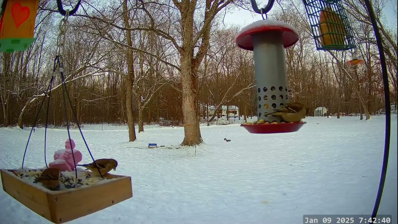 Winter Bird & Critter Cam