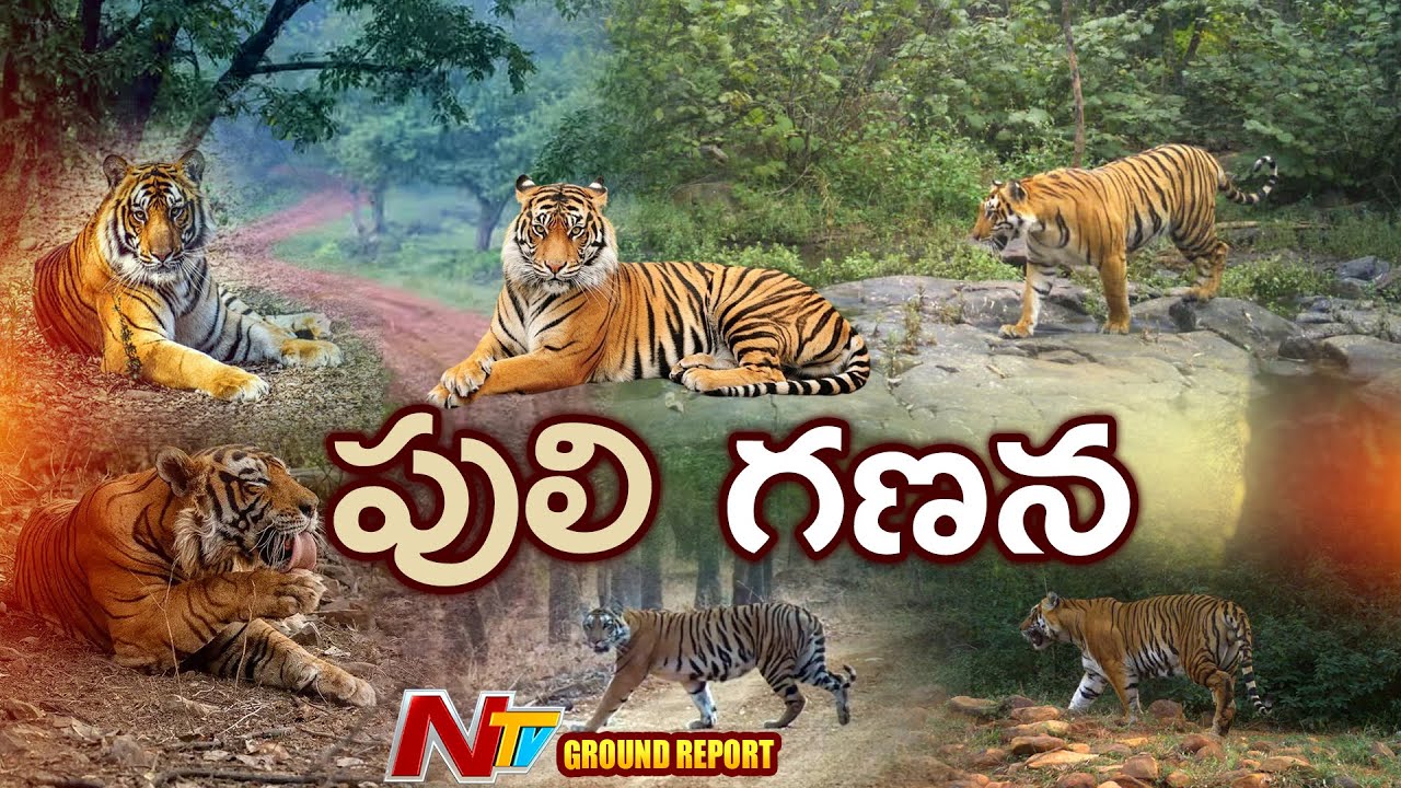 Ground Report : పులులు లెక్క తేల్చే పనిలో AP అటవీ శాఖ..నల్లమల టైగర్ రిజర్వ్ లో లెక్కింపు | NTV