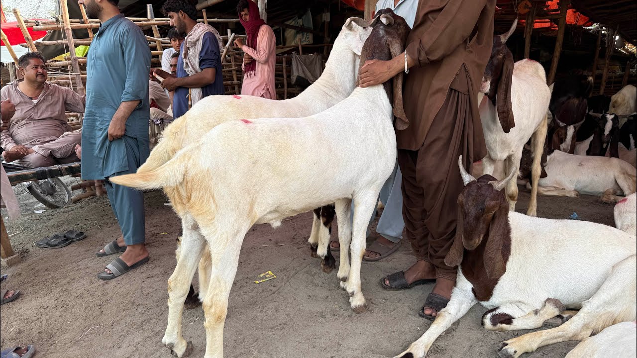 Live Soda Shahpur Kanjra Khasi Bakre Desi Chatre Mazhar Biba Official